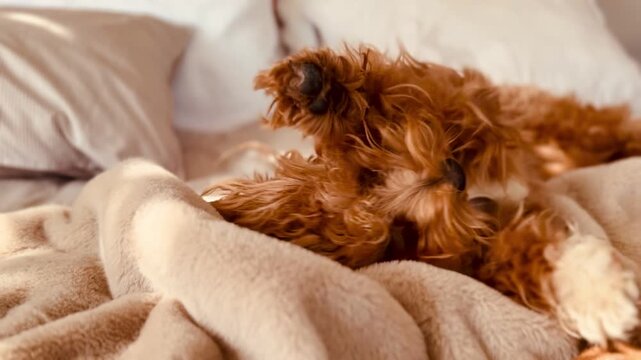 Playful Puppy Biting Blanket on Bed &ndash; Cozy and Mischievous Scene