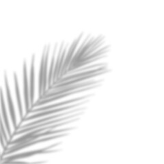 feather on white background