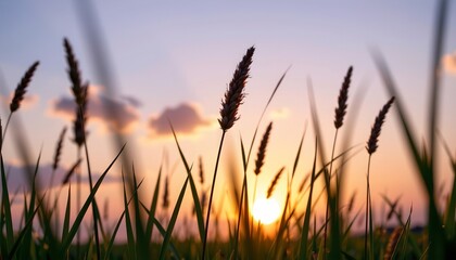 Fototapeta premium Serene Dawn Meadow with Swaying Grass Silhouettes