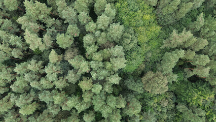 Top-down view of dense green treetops