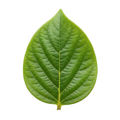 Obraz premium Detailed green betel leaf close-up stock photo, tropical plant veins, botanical illustration, nature element, medicinal herb, isolated on transparent background