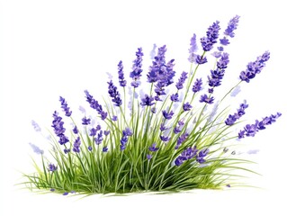 Naklejka premium Lavender flowers