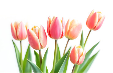 Fototapeta premium soft focus vibrant tulips dreamy white background brushstrokes visible delicate watercolor style