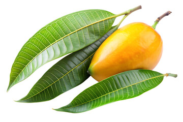 Mango leaves on white background ,PNG. AI GENERATED.