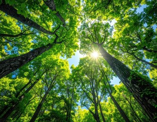 Looking up at a forest canopy with sunshine breaking through the trees