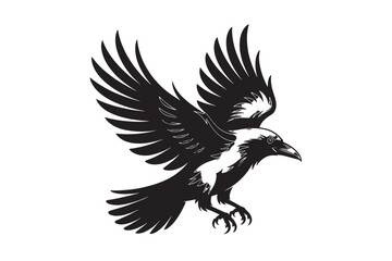 Raven with wings spread isolated on white background, ready to fly away