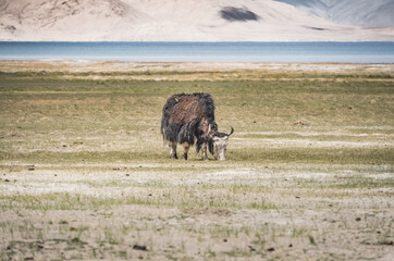 A lone yak grazes and wanders through grassy pastures in the Tien Shan Mountains in the Pamirs of Tajikistan, against a backdrop of mountain peaks with snow and glaciers, near Lake Karakul