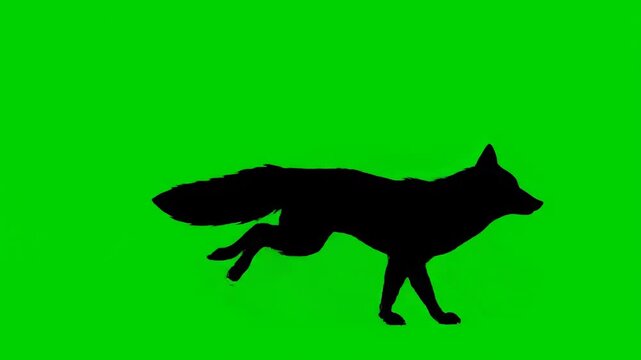 vector illustration of a wolf