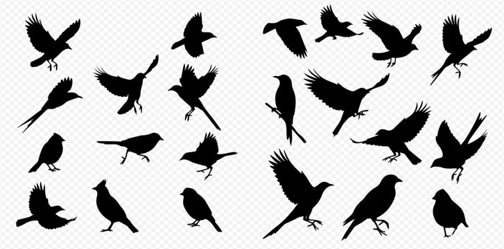 A collection of various black bird silhouettes in flying and standing poses on a transparent background.
