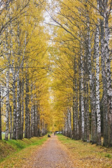 Fototapeta premium Landscape birch alley during golden autumn. Road going into the distance