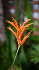 orange flower in the garden