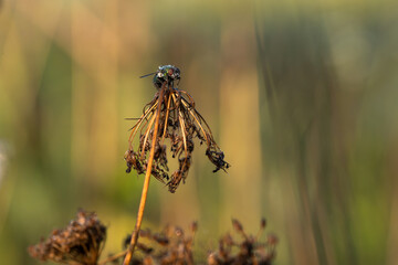 Mucha siedząca na suchym kwiatku na łące jesienią.  © Elżbieta Kaps