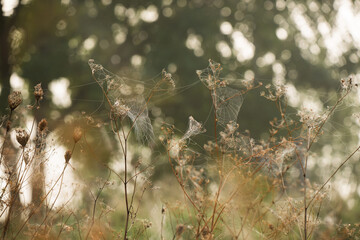 Suche rośliny w pajęczynie na łace, sezon jesienny.  © Elżbieta Kaps