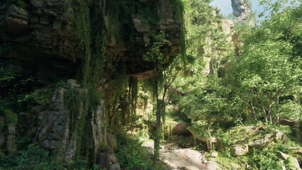 Sunlight filters through a canopy of vibrant green leaves, illuminating the rocky terrain below. A serene path winds through the dense foliage, revealing natures beauty.