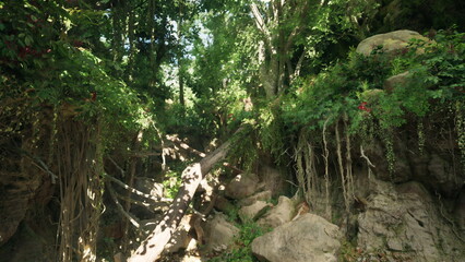 A hidden forest scene reveals dense trees, colorful flowers, and tangled roots. Sunlight filters through branches, creating a peaceful ambiance for nature lovers and explorers.