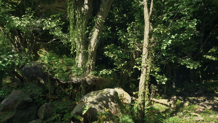 Sunlight filters through the canopy of a dense forest, illuminating rocks and an array of colorful plants. The serene environment invites exploration and reflection in natures beauty.