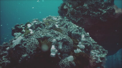Colorful coral reefs host diverse marine life in clear blue ocean waters. Sunlight filters through, illuminating the underwater landscape teeming with life and beauty.