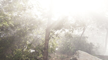 Gentle rays of sunlight break through the trees as soft mist blankets the forest floor. Nature awakens in serene tranquility during early morning hours, inviting exploration.