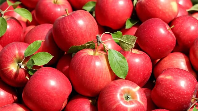 A pile of fresh red apples with green leaves. Close-up of ripe, juicy fruit after the autumn harvest. Healthy eating and natural food background.