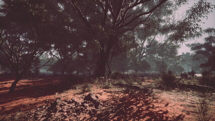 Fototapeta premium In the quiet expanse of the Australian outback, sunlight gently filters through towering trees.