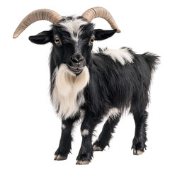 Charming Black and White Goat with Curly Horns in Detailed Close-Up isolated on transparent background.