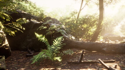 Obraz premium Sunlight filters through the trees, illuminating vibrant green ferns that grow among moss covered rocks and fallen branches in a tranquil forest setting.