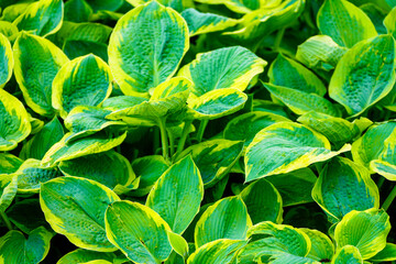 Green leaves of the hosta. Plant close-up.
