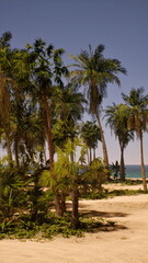 Green palm trees sway gently in the warm breeze as bright sunlight spreads across a sandy beach, inviting visitors to relax and enjoy the serene coastal view.