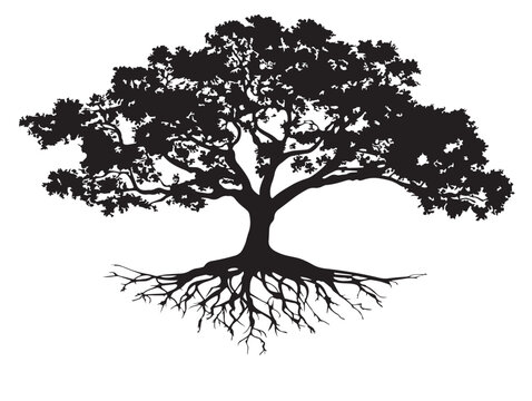 Lush Fig Tree With Visible Roots Solid Black Vector Illustration