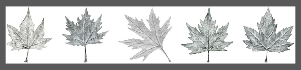 Sycamore tree leaf hand drawn, black and white lead pencil drawing collage
