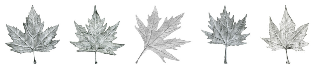Sycamore tree leaf hand drawn, black and white lead pencil drawing collage