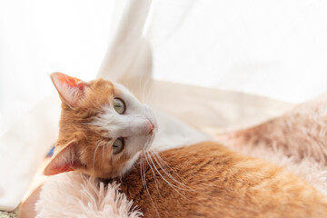 寝転んでくつろぐ猫　茶トラ白