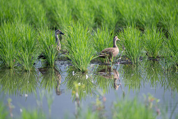 水田でくつろぐ可愛いカルガモ