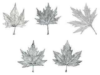 Sycamore tree leaf hand drawn, black and white lead pencil drawing collage