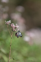 旅をする蝶　アサギマダラ