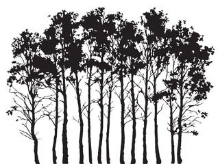 Fototapeta premium Serene Birch Tree Isolated For A Fresh And Clean Natural Design