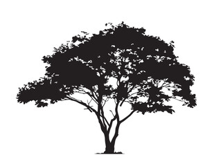 Obraz premium Beautiful Maple Tree Silhouette With Iconic Leaves Vector Art