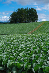 高原のキャベツ畑