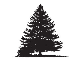 Fototapeta premium Beautiful Pine Tree Isolated For Winter Or Christmas Themes