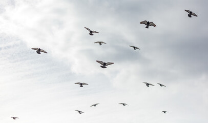 A flock of birds flying in the sky
