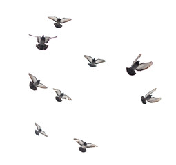 A flock of birds flying in the sky