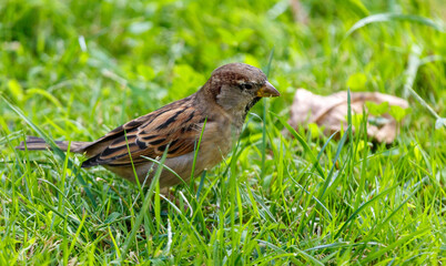 A small bird is sitting in the grass