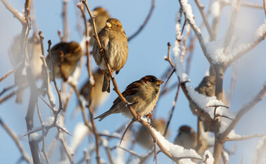 A group of birds are sitting on a tree branch covered in snow