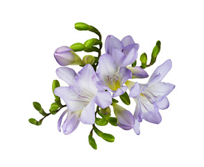 Purple freesia flowers in a flral arrangement (rosette) isolated on white or transparent background