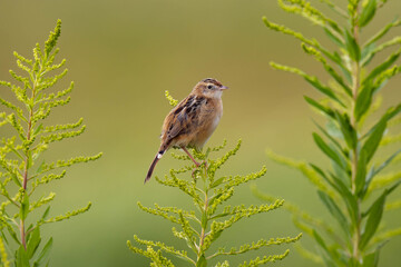 巣に帰るセッカ