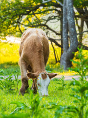 Cow grazing in a lush green meadow during summer in Sweden with bright flowers around