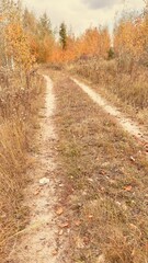 Obraz premium A dirt road with trees in the background