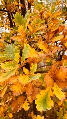 A tree with leaves that are yellow and green