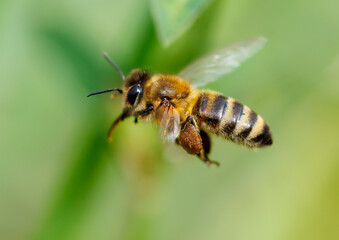 A bee is flying in the air