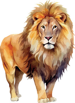 African Lion Animal Classic Watercolor Vector Illustration